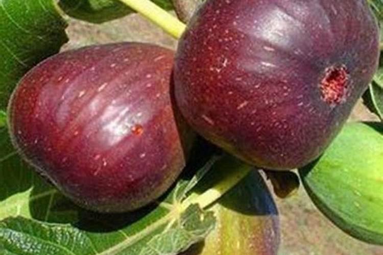 无花果追肥用什么肥料好