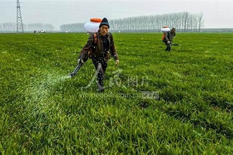 下雨时什么时候给小麦撒尿素最好？