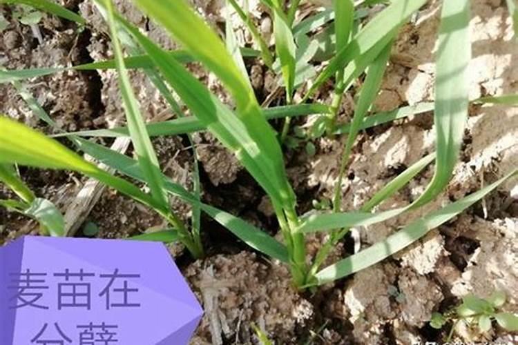 常见的农谚有什么？