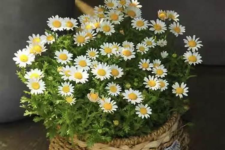 发财树金钱树一起养好吗