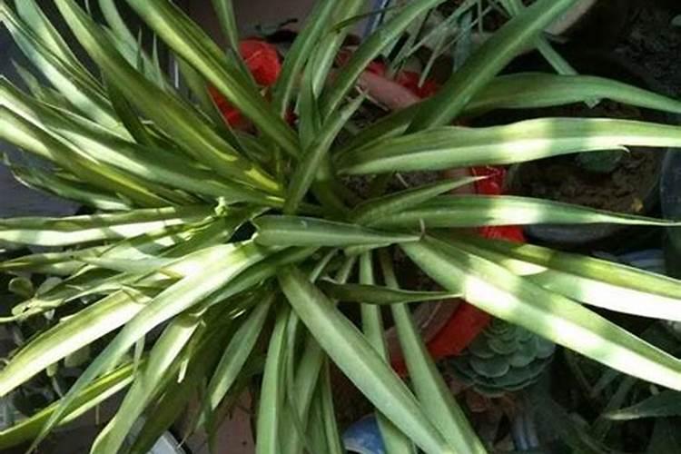 硝酸钾可以做肥料吗？