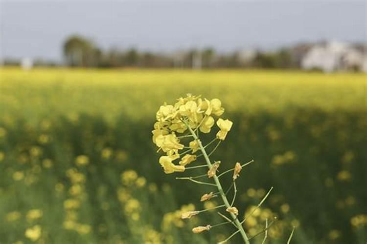 油菜要打几次硼肥