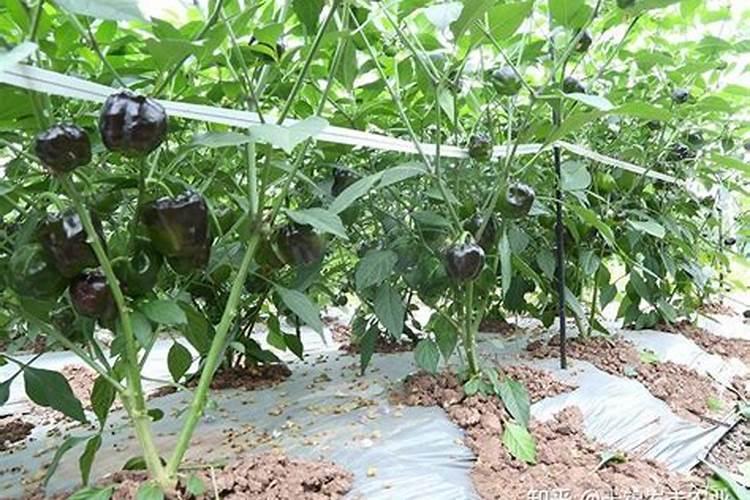 请专家看看这尖椒怎么了。