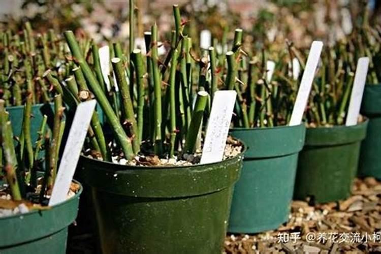 夏季高温天气怎样给月季浇水施肥