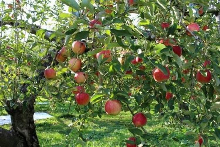 小果树一年施几次肥最好