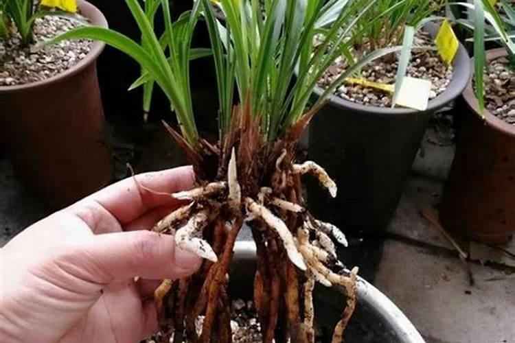 刚种的兰花能不能施肥