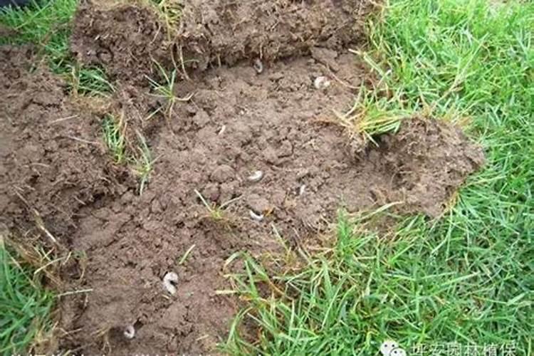 花上什么肥料好 家庭养花十大最好花肥