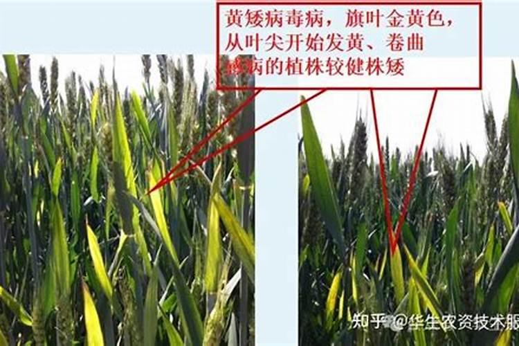 麦苗儿多嫩,桑叶儿正肥是什么季节