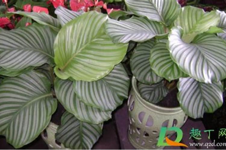 什么盆栽喜欢氮肥