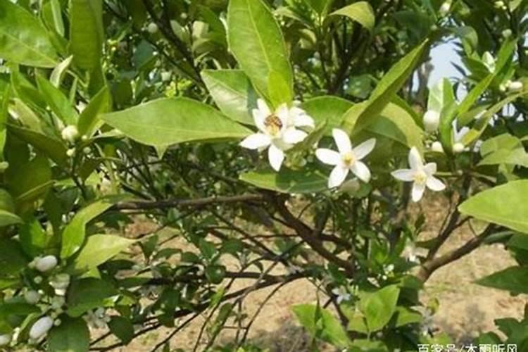 种柑橘用什么肥料最好