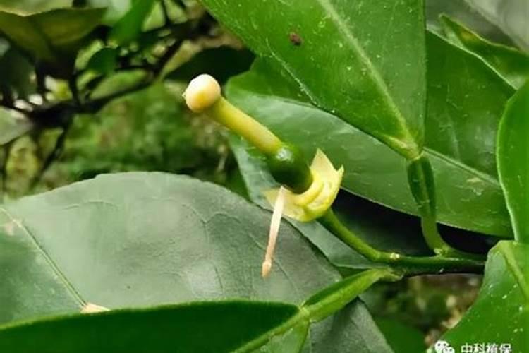 柑橘结果期冲施什么肥料好？柑橘保花保果用什么水溶肥好？