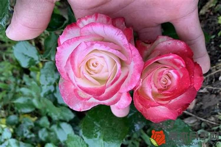 花友常备药汇总让月季长得健健康康