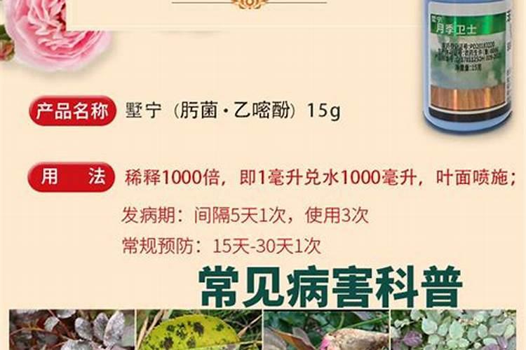 月季如何彻底的清除病菌