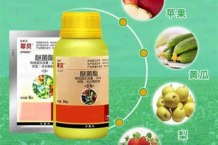 多菌灵可以浇月季吗