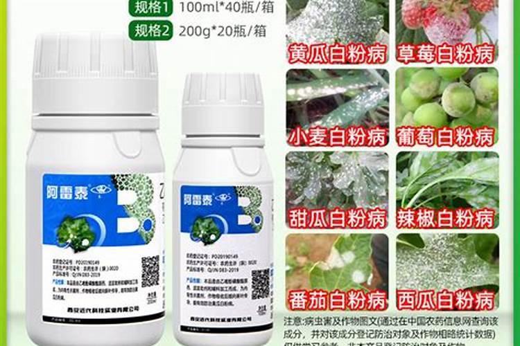 给月季杀菌应该选什么时候？有什么注意事项？