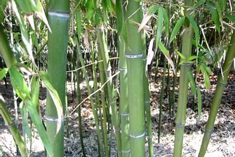 很多人忽视大蒜缺素症,大蒜缺素症的症状是什么？