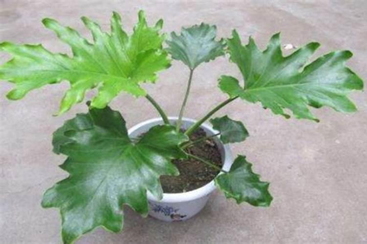 为什么百香果只长叶不开花不结果