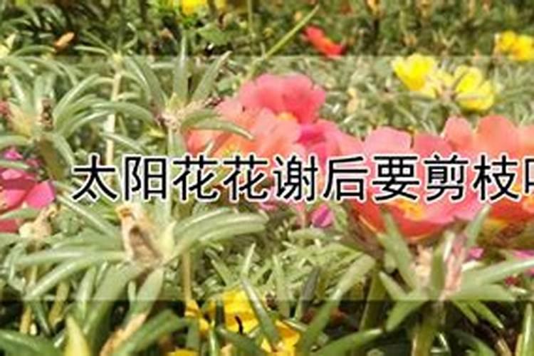 怎么让月季爆笋,长得快