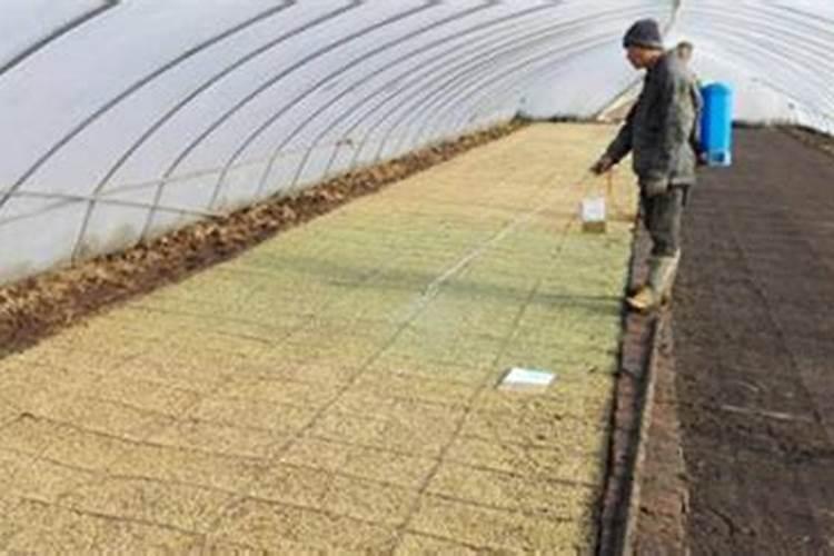 葡萄着色期因怎样施肥才能使葡萄着色更快品质更好。