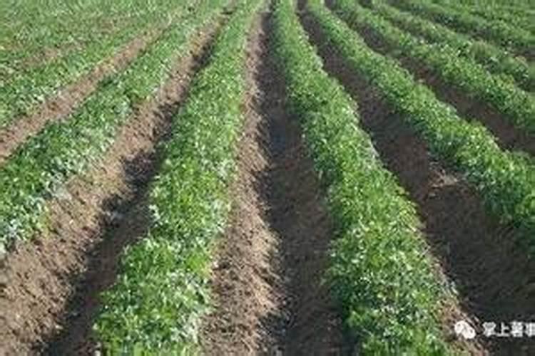 钾肥为什么能提高植物的抗病性