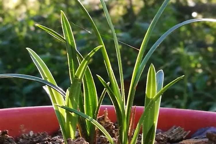 兰花浇什么肥多开花