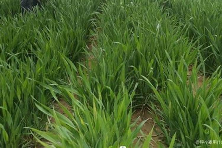 如何给小麦施钾肥？