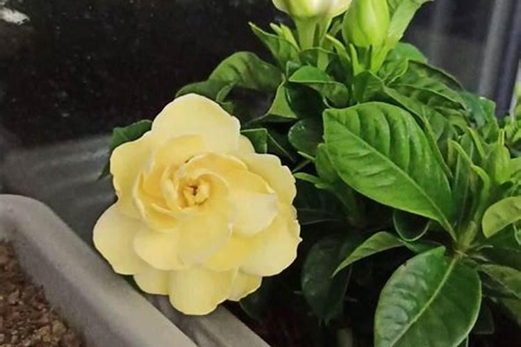 水葫芦冬天怎么养才能不死