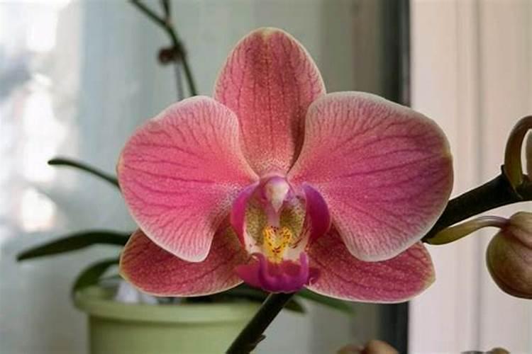 红薯后期如何施肥