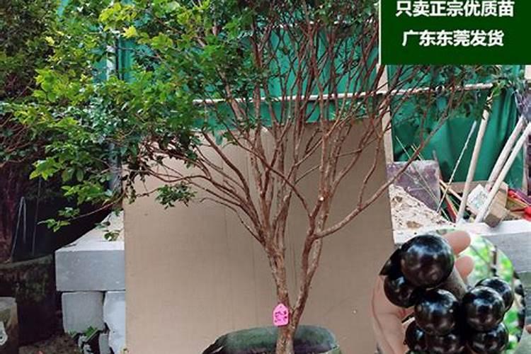 蟹爪兰花苞时能浇水吗,叶子变薄变软了怎么办