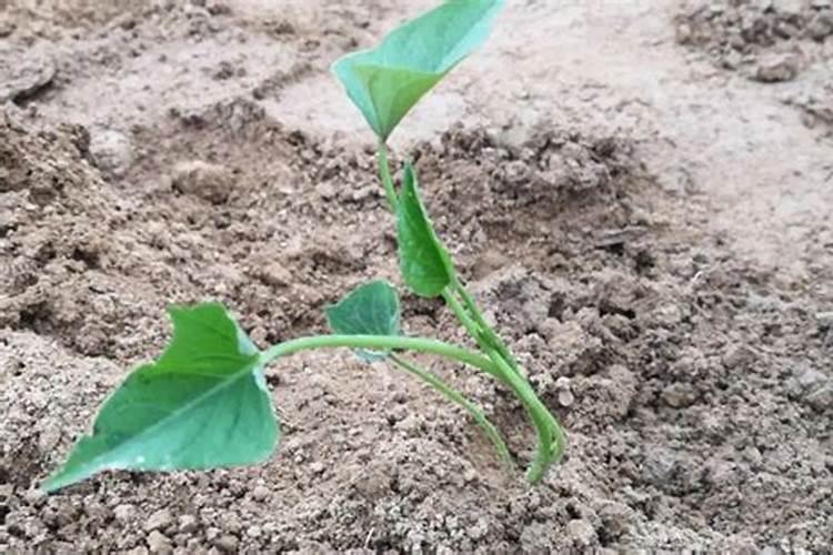 桂湖复合肥全国排名