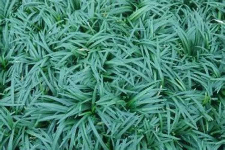 草坪专用肥和复合肥有什么区别