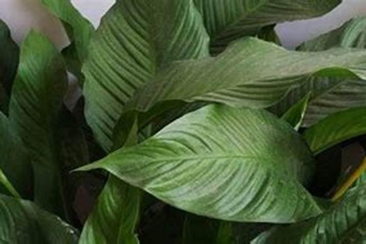 白掌施什么肥开花