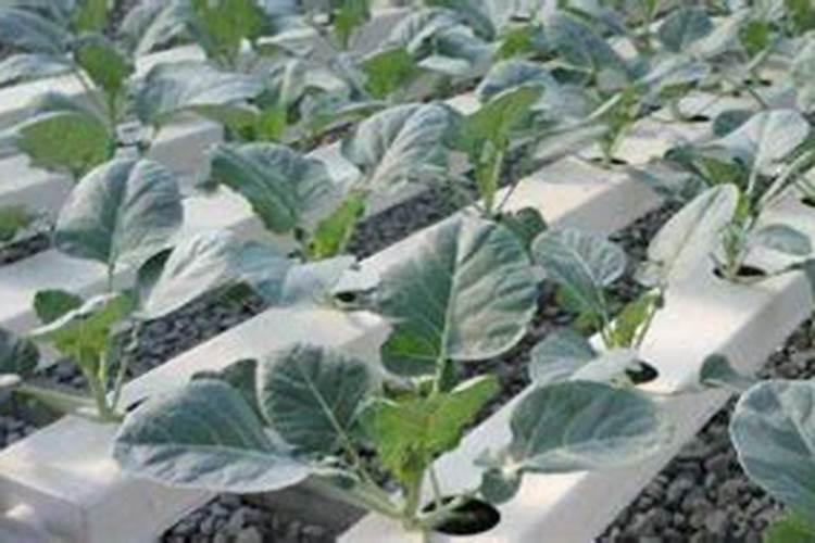 蔬菜施肥后,浇水前需要把肥料溶解后再冲施吗？