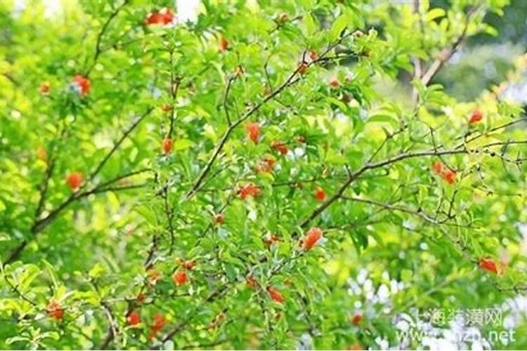 玉米缩节胺能和水溶肥混用吗