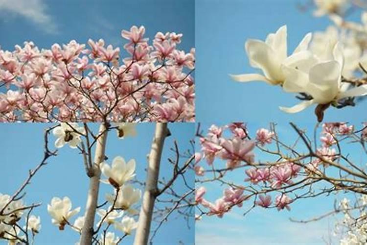 玉兰花怎么养才长得好