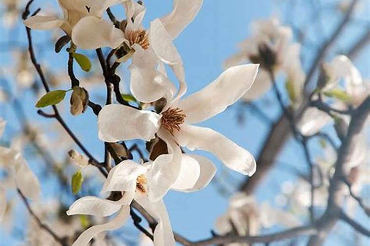 玉兰花的种植用什么含量的肥料