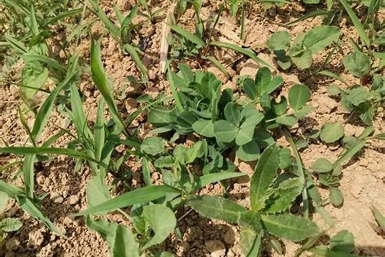 打完叶面肥多久可以打除草剂呢？