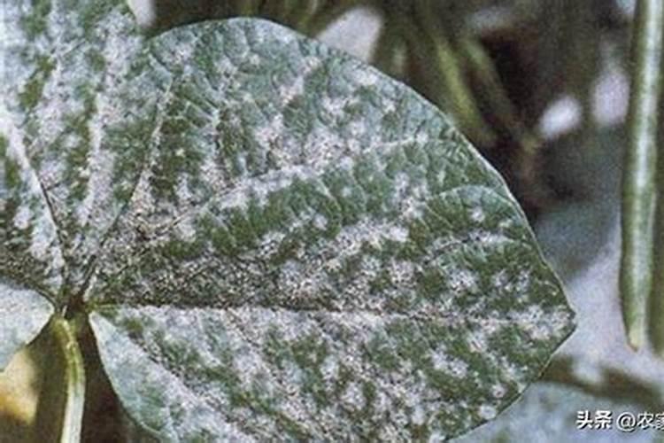 月季在夏天感染了白粉病和红蜘蛛,导致部分叶片发黄,该如何防治？