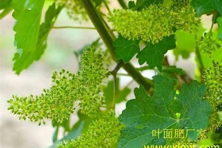 中量元素水溶肥料怎么使用