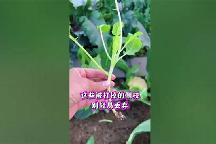 十三元素水溶肥可以喷白菜吗？