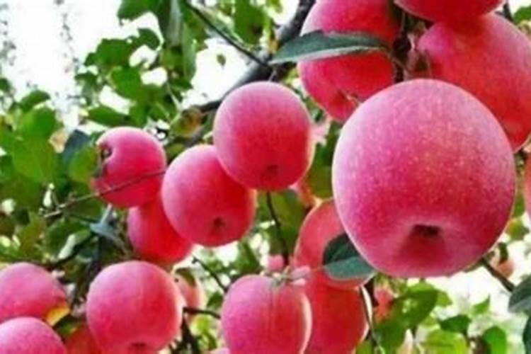 锌元素在果树上的作用