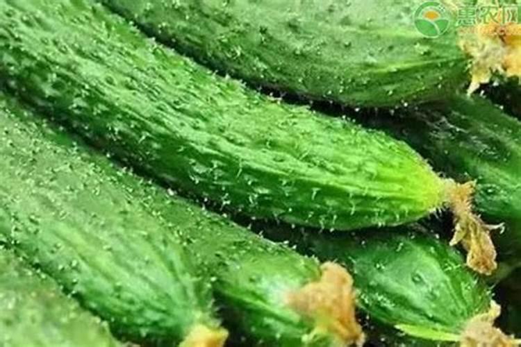 尿素适用于哪些植物