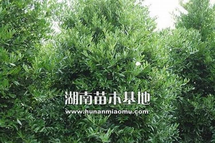 竹柏施什么肥好