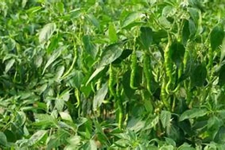 青椒用什么肥料最好