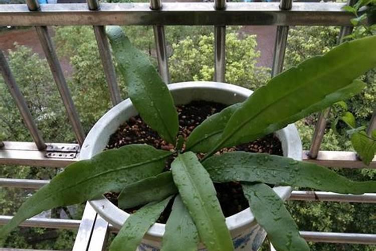 小叶昙花怎么养才能开花多小叶昙花养开花多的方法