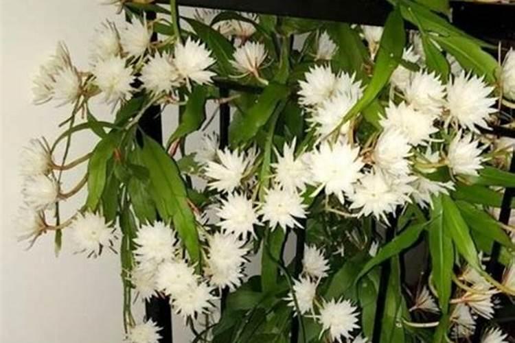 昙花叶面肥怎么施