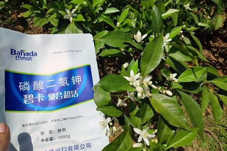 芹菜什么时候用钙肥 怎么使用效果好
