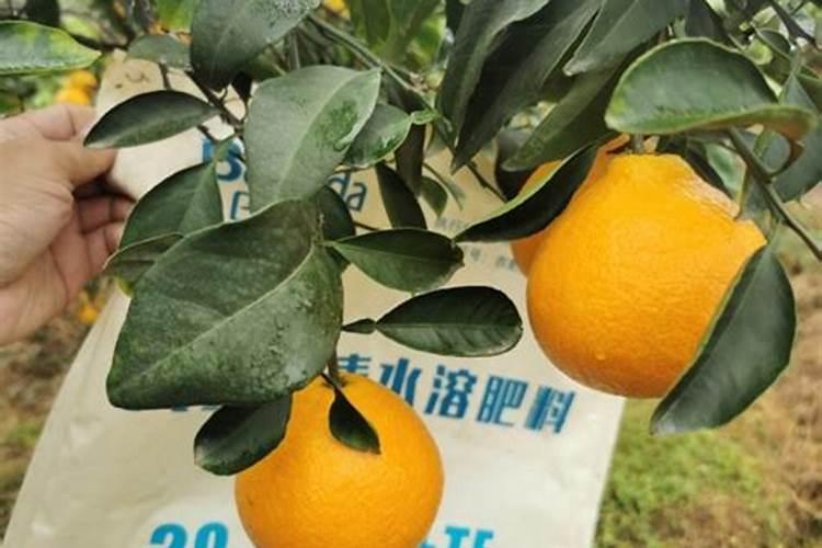 茶麸种萝卜有害吗？