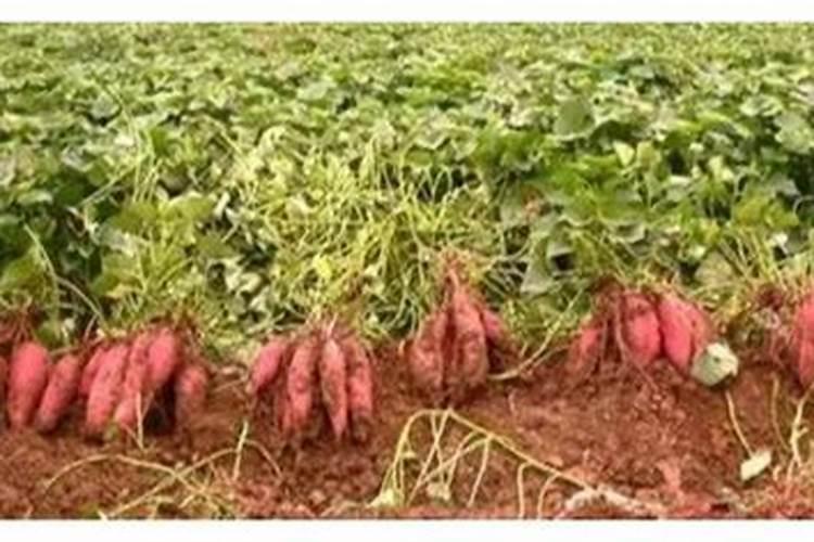 晚熟黄桃品种介绍