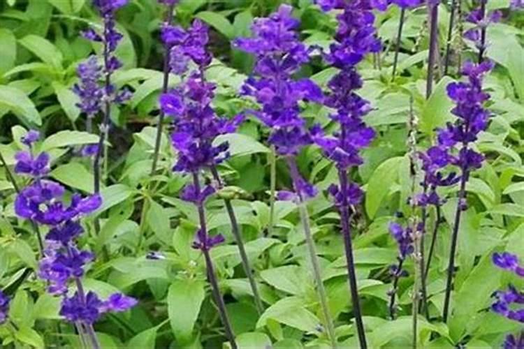 黑龙江甘南县特产:甘南小米